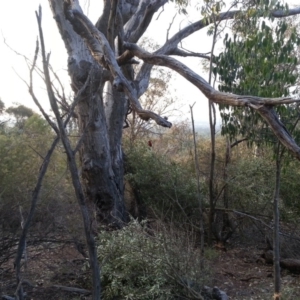 Olea europaea subsp. cuspidata at Canberra Central, ACT - 25 Mar 2016 06:26 PM