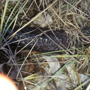 Tiliqua rugosa at Canberra Central, ACT - 25 Mar 2016 05:12 PM