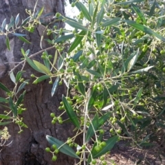 Olea europaea subsp. cuspidata (African Olive) at Mount Majura - 25 Mar 2016 by waltraud