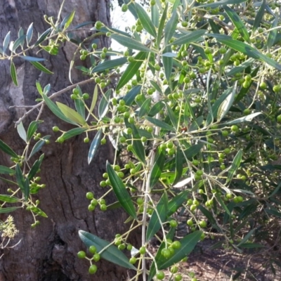 Olea europaea subsp. cuspidata (African Olive) at Mount Majura - 25 Mar 2016 by waltraud