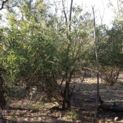 Olea europaea subsp. cuspidata at Canberra Central, ACT - 25 Mar 2016 05:52 PM