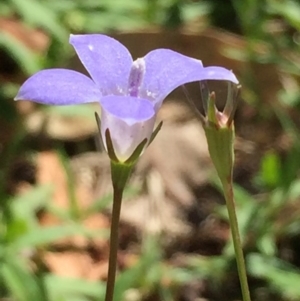 Wahlenbergia stricta subsp. stricta at O'Connor, ACT - 26 Mar 2016