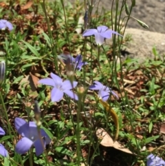 Wahlenbergia stricta subsp. stricta at O'Connor, ACT - 26 Mar 2016 03:43 PM