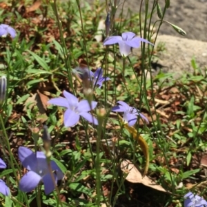 Wahlenbergia stricta subsp. stricta at O'Connor, ACT - 26 Mar 2016 03:43 PM