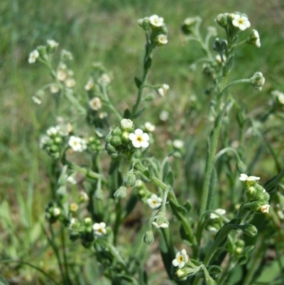 Hackelia suaveolens (Sweet Hounds Tongue) at Mitchell, ACT - 28 Oct 2014 by lyndsey