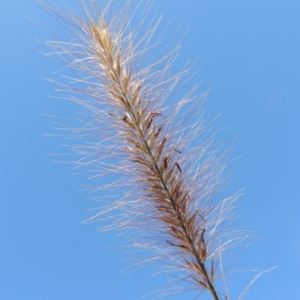 Cenchrus purpurascens at Bonython, ACT - 23 Mar 2016 10:19 AM