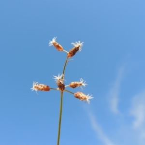 Fimbristylis dichotoma at Bonython, ACT - 23 Mar 2016