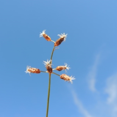 Fimbristylis dichotoma (A Sedge) at Bonython, ACT - 22 Mar 2016 by michaelb