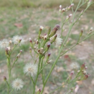 Symphyotrichum subulatum at Bonython, ACT - 24 Mar 2016 11:55 AM