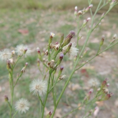 Symphyotrichum subulatum (Wild Aster, Bushy Starwort) at Bonython, ACT - 24 Mar 2016 by MichaelBedingfield