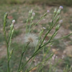 Symphyotrichum subulatum at Bonython, ACT - 24 Mar 2016 11:55 AM