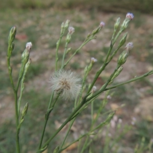 Symphyotrichum subulatum at Bonython, ACT - 24 Mar 2016 11:55 AM