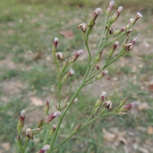 Symphyotrichum subulatum at Bonython, ACT - 24 Mar 2016 11:55 AM