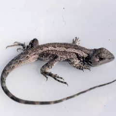 Amphibolurus muricatus (Jacky Lizard) at Oallen, NSW - 1 Dec 1975 by wombey