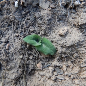 Pterostylis nutans at Acton, ACT - suppressed