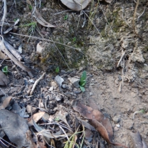 Pterostylis nutans at Acton, ACT - suppressed