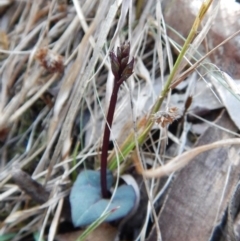 Acianthus exsertus (Large Mosquito Orchid) at ANBG South Annex - 27 Mar 2016 by CathB