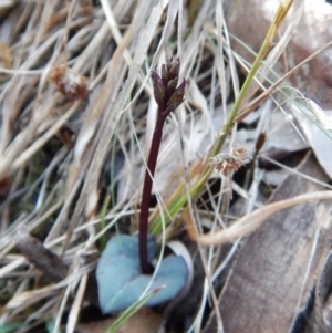 Acianthus exsertus at Acton, ACT - 27 Mar 2016