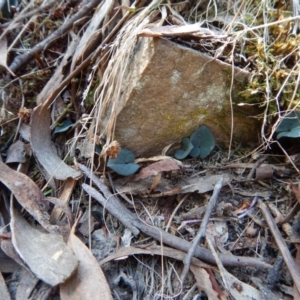 Acianthus exsertus at Acton, ACT - 27 Mar 2016