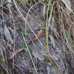 Chiloglottis sp. (A Bird/Wasp Orchid) at Acton, ACT - 27 Mar 2016 by CathB