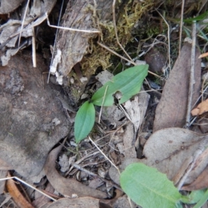 Chiloglottis sp. at Acton, ACT - suppressed