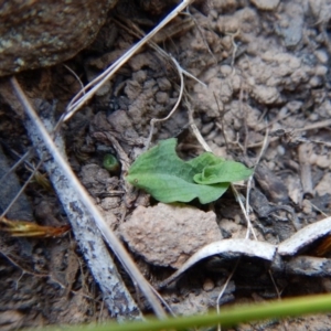 Pterostylis sp. at Acton, ACT - suppressed