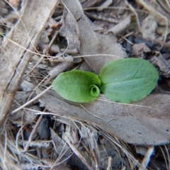 Pterostylis sp. at Acton, ACT - 27 Mar 2016