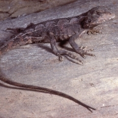 Rankinia diemensis (Mountain Dragon) at Cotter River, ACT - 19 Nov 1979 by wombey