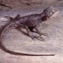 Rankinia diemensis at Cotter River, ACT - 20 Nov 1979