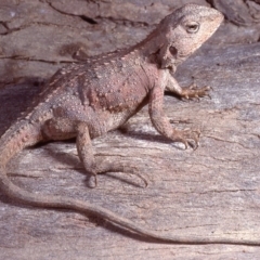 Rankinia diemensis (Mountain Dragon) at Cotter River, ACT - 26 Nov 1979 by wombey