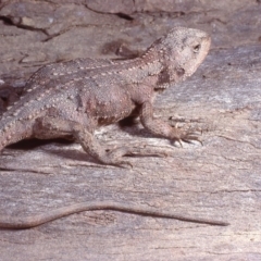 Rankinia diemensis at Cotter River, ACT - 27 Nov 1979