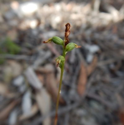 Corunastylis clivicola (Rufous midge orchid) at Aranda Bushland - 25 Mar 2016 by CathB