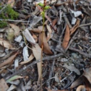 Corunastylis clivicola at Aranda, ACT - 25 Mar 2016