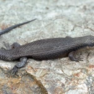 Egernia saxatilis intermedia at Bemboka, NSW - 22 Oct 1976