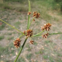 Cyperus lhotskyanus (A Sedge) at Bonython, ACT - 24 Mar 2016 by MichaelBedingfield