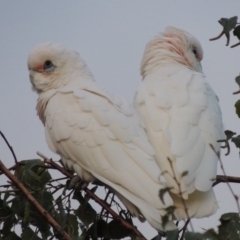 Cacatua sanguinea (Little Corella) at Pollinator-friendly garden Conder - 23 Mar 2016 by michaelb