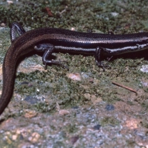 Morethia boulengeri at Gungahlin, ACT - 29 Apr 1982