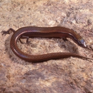 Anepischetosia maccoyi at Cotter River, ACT - 26 Oct 1977