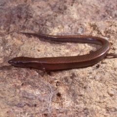 Anepischetosia maccoyi at Cotter River, ACT - 26 Oct 1977 12:00 AM