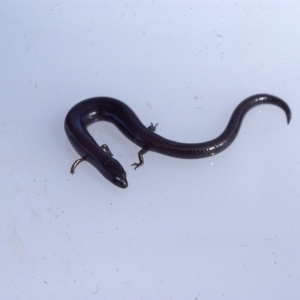 Hemiergis talbingoensis at Oallen, NSW - 2 Dec 1975