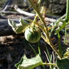 Solanum cinereum (Narrawa Burr) at Mount Majura - 27 Mar 2016 by waltraud