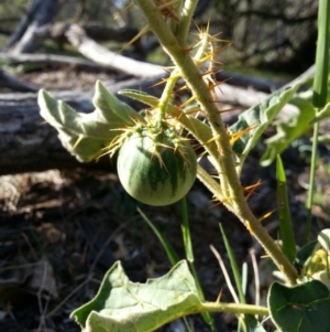 Solanum cinereum at Hackett, ACT - 27 Mar 2016