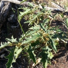 Solanum cinereum at Hackett, ACT - 27 Mar 2016