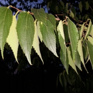 Celtis australis at Hackett, ACT - 27 Mar 2016 07:14 PM