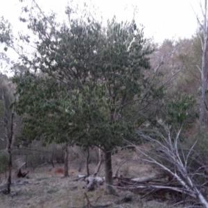 Celtis australis at Hackett, ACT - 27 Mar 2016 07:14 PM