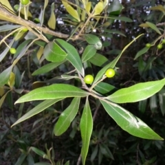 Olea europaea subsp. cuspidata (African Olive) at Mount Majura - 27 Mar 2016 by waltraud