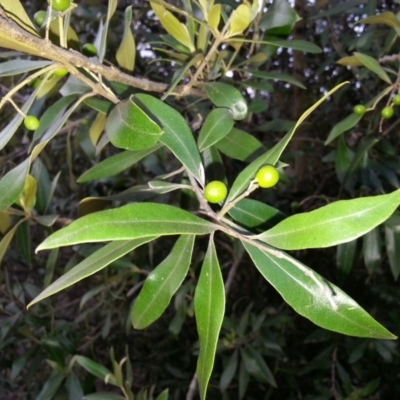 Olea europaea subsp. cuspidata (African Olive) at Canberra Central, ACT - 27 Mar 2016 by waltraud