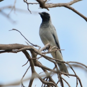 Coracina novaehollandiae at Rendezvous Creek, ACT - 28 Mar 2016 02:26 PM