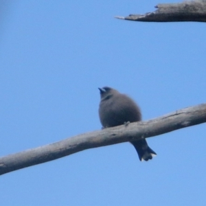 Artamus cyanopterus at Rendezvous Creek, ACT - 28 Mar 2016