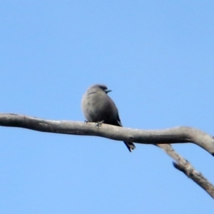 Artamus cyanopterus at Rendezvous Creek, ACT - 28 Mar 2016